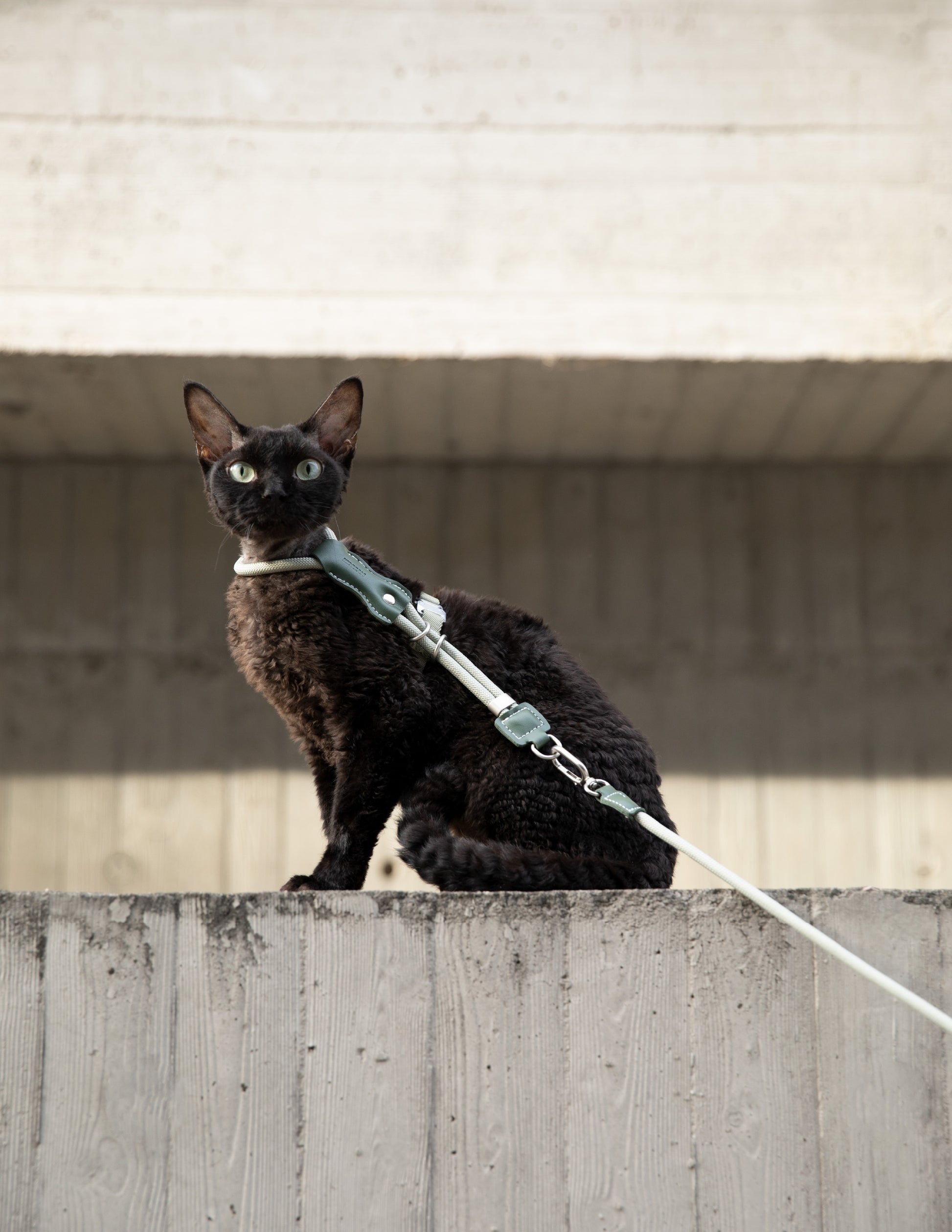 Black cat on a leash sitting on a concrete ledge with a neutral background