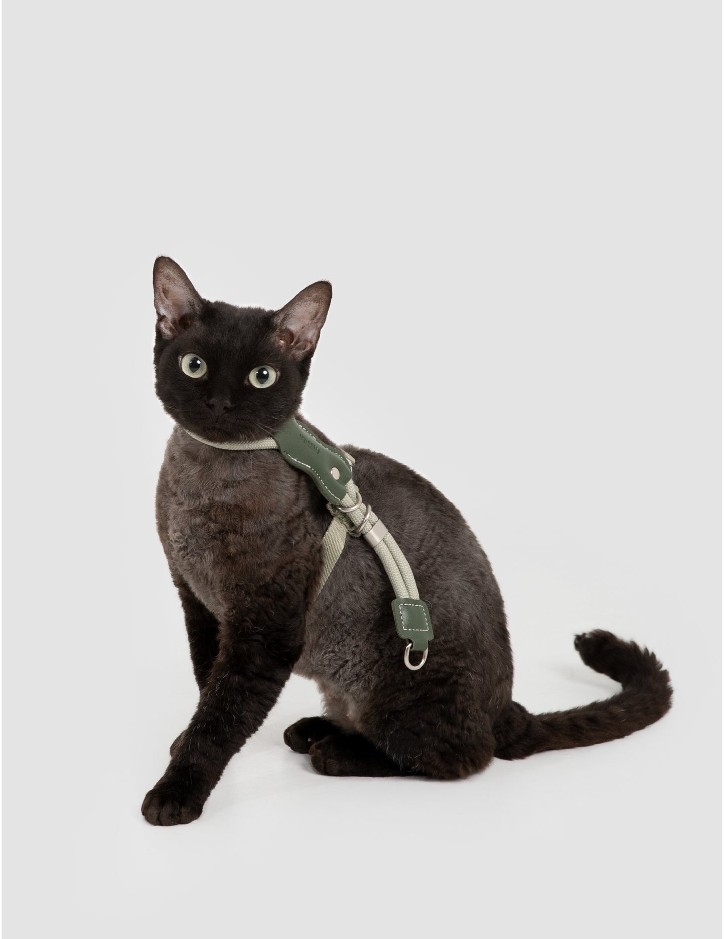 Cat wearing a green harness on a white background