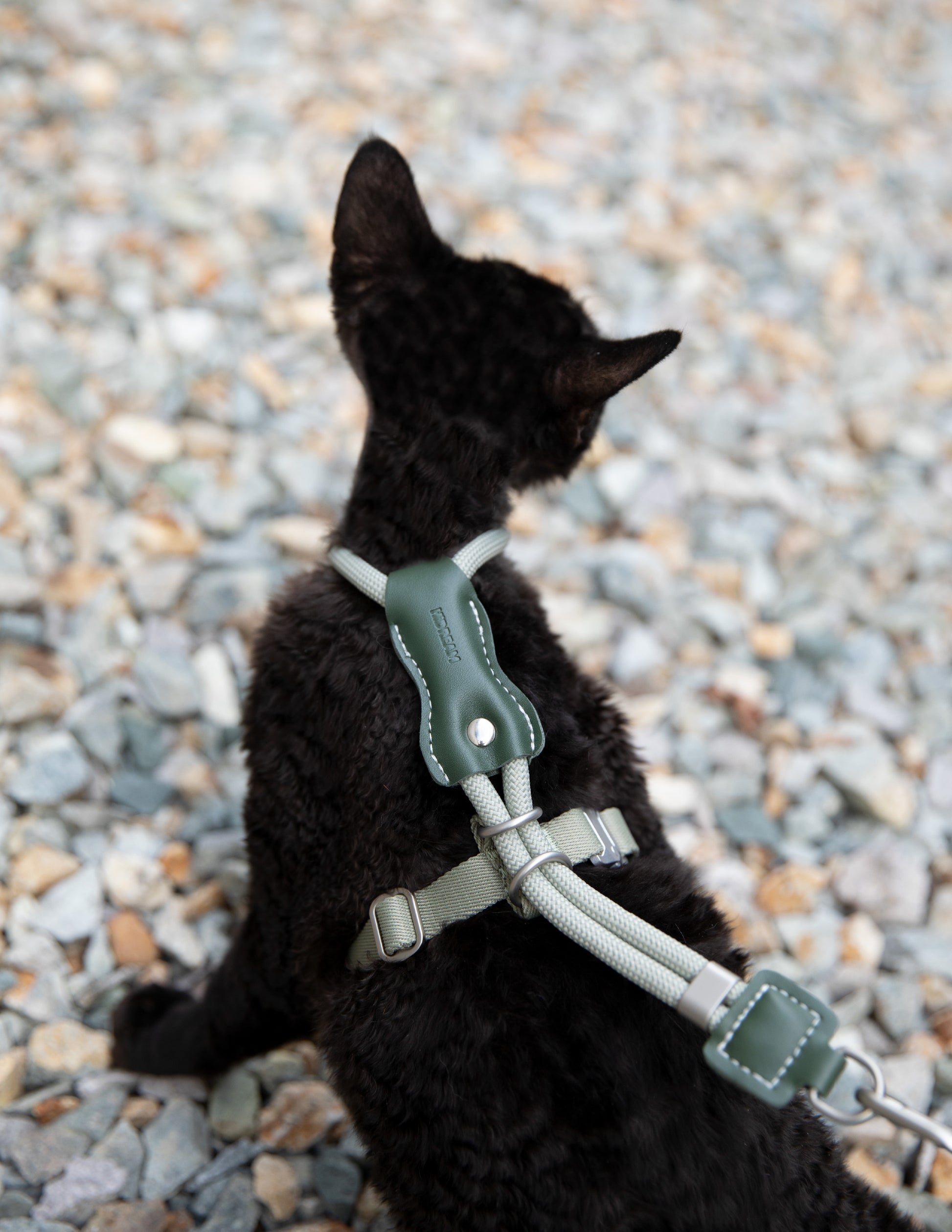 Black cat wearing a green harness on a pebbled surface