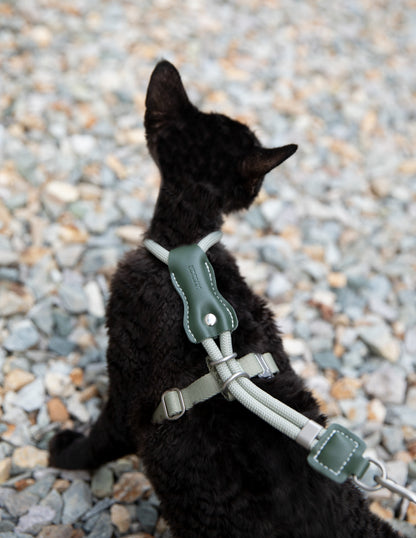 Black cat wearing a green harness on a pebbled surface