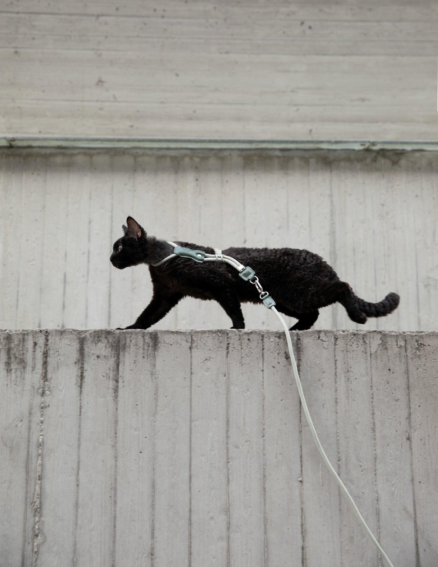 Cat walking on a leash against a plain wall
