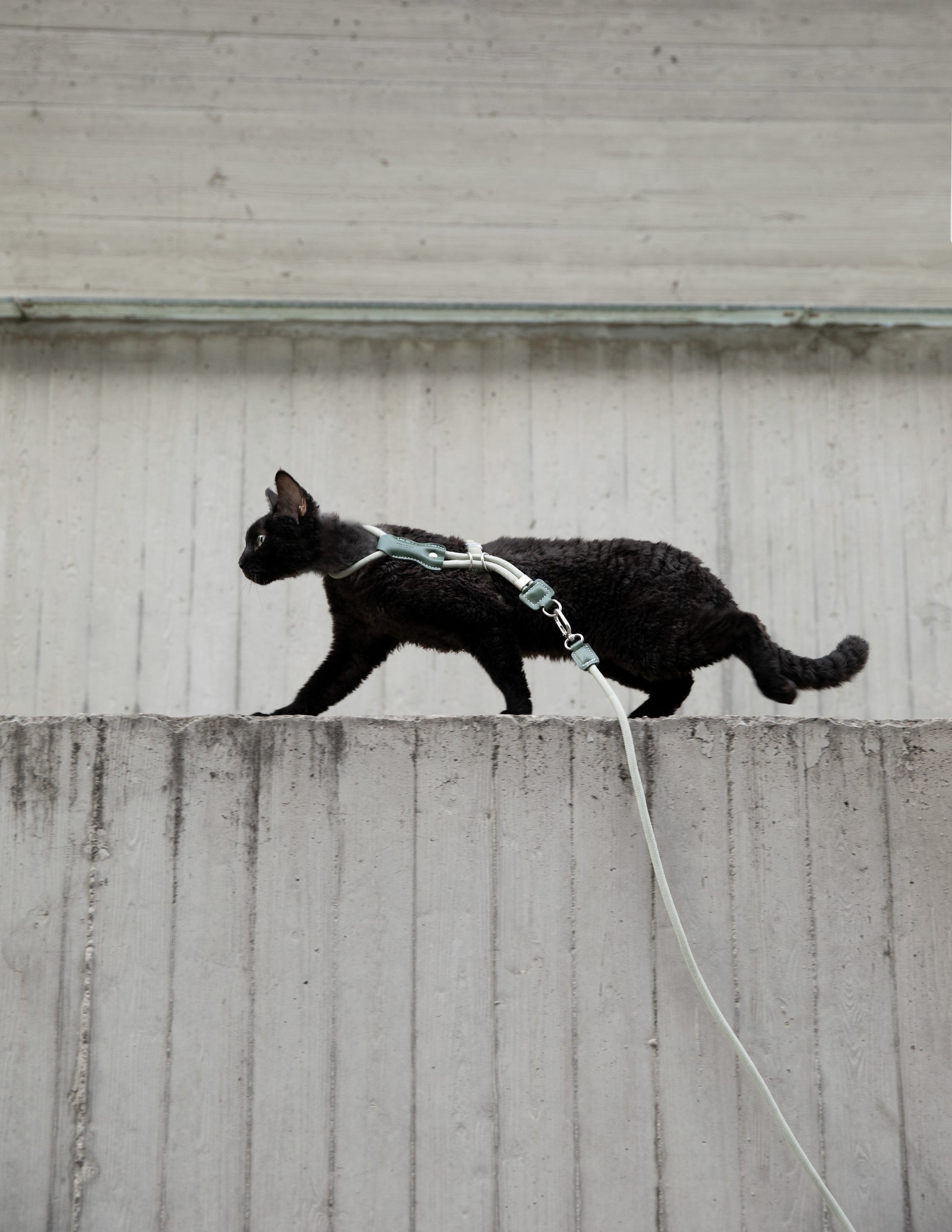 Cat walking on a leash against a plain wall