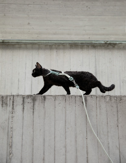 Cat walking on a leash against a plain wall