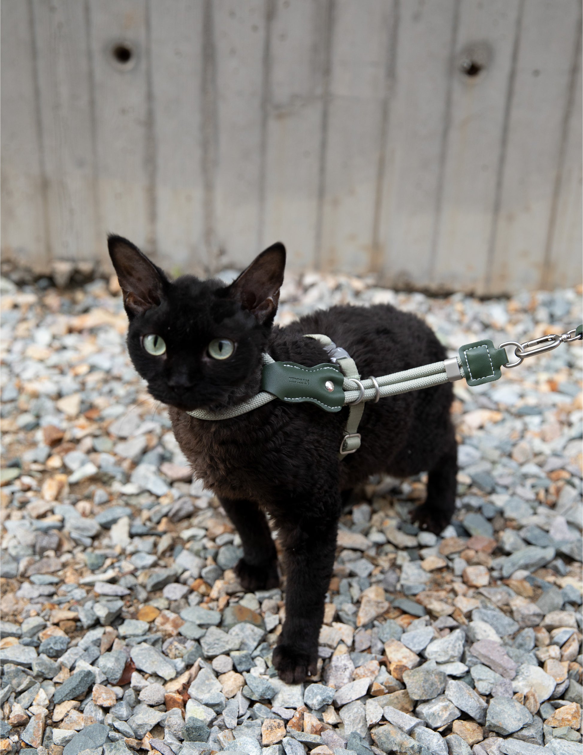 Black cat on a leash standing on a gravel surface with a wooden fence in the background