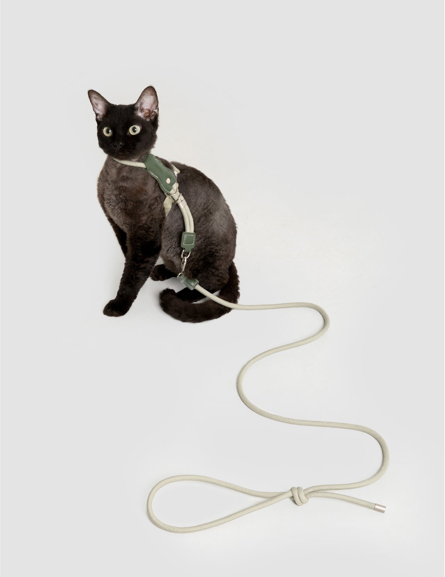 Cat wearing a harness and leash on a white background