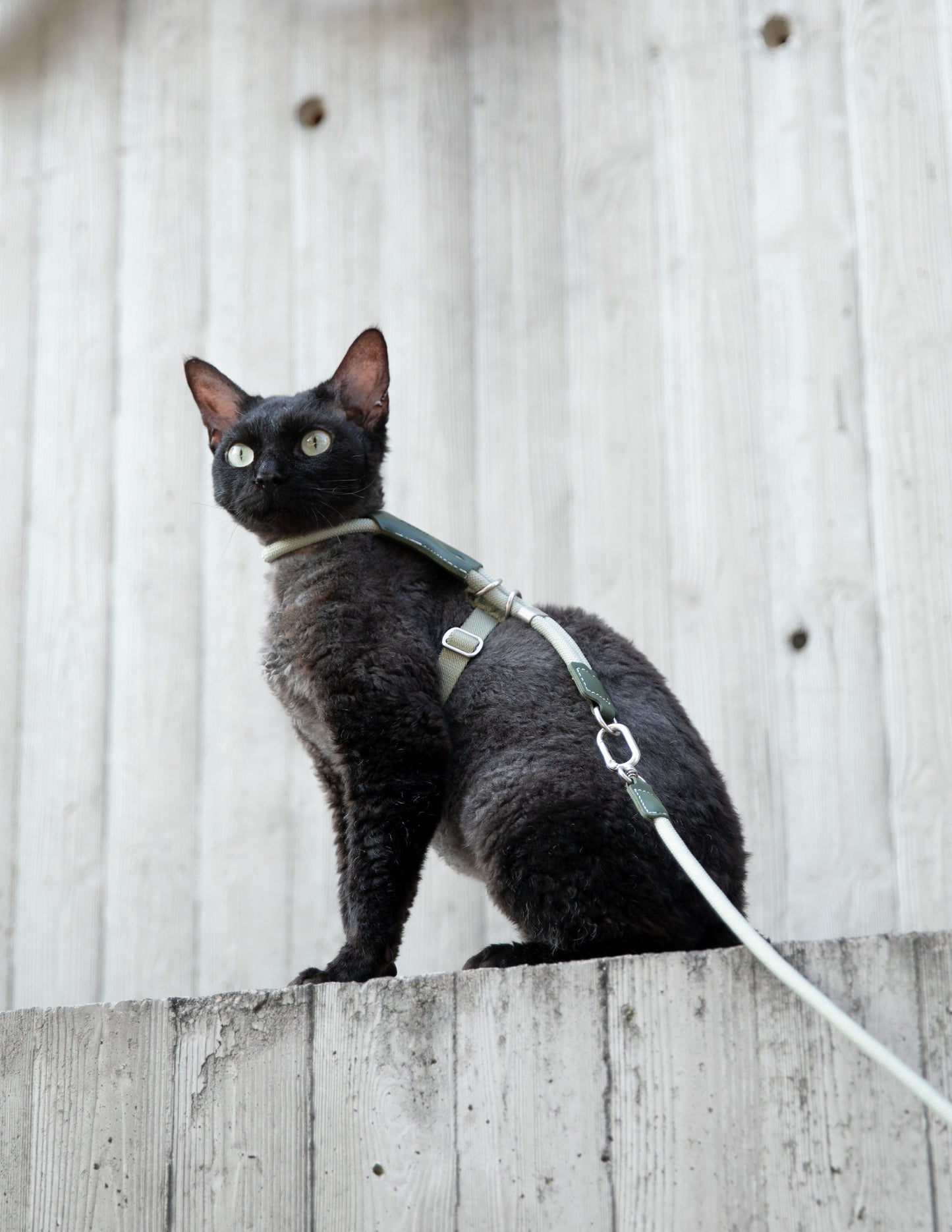 Cat wearing a harness and leash on a wooden fence