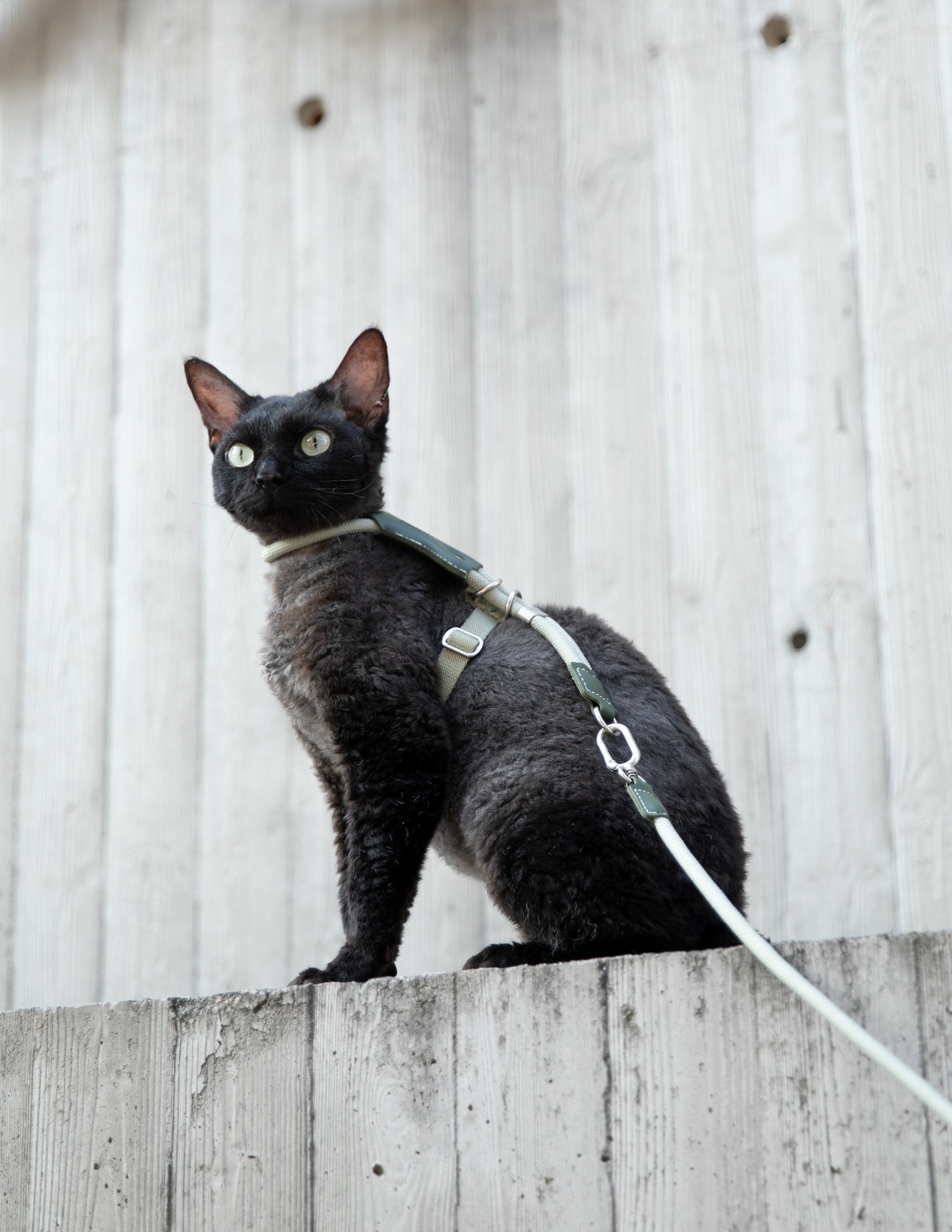 Cat wearing a harness and leash on a wooden fence