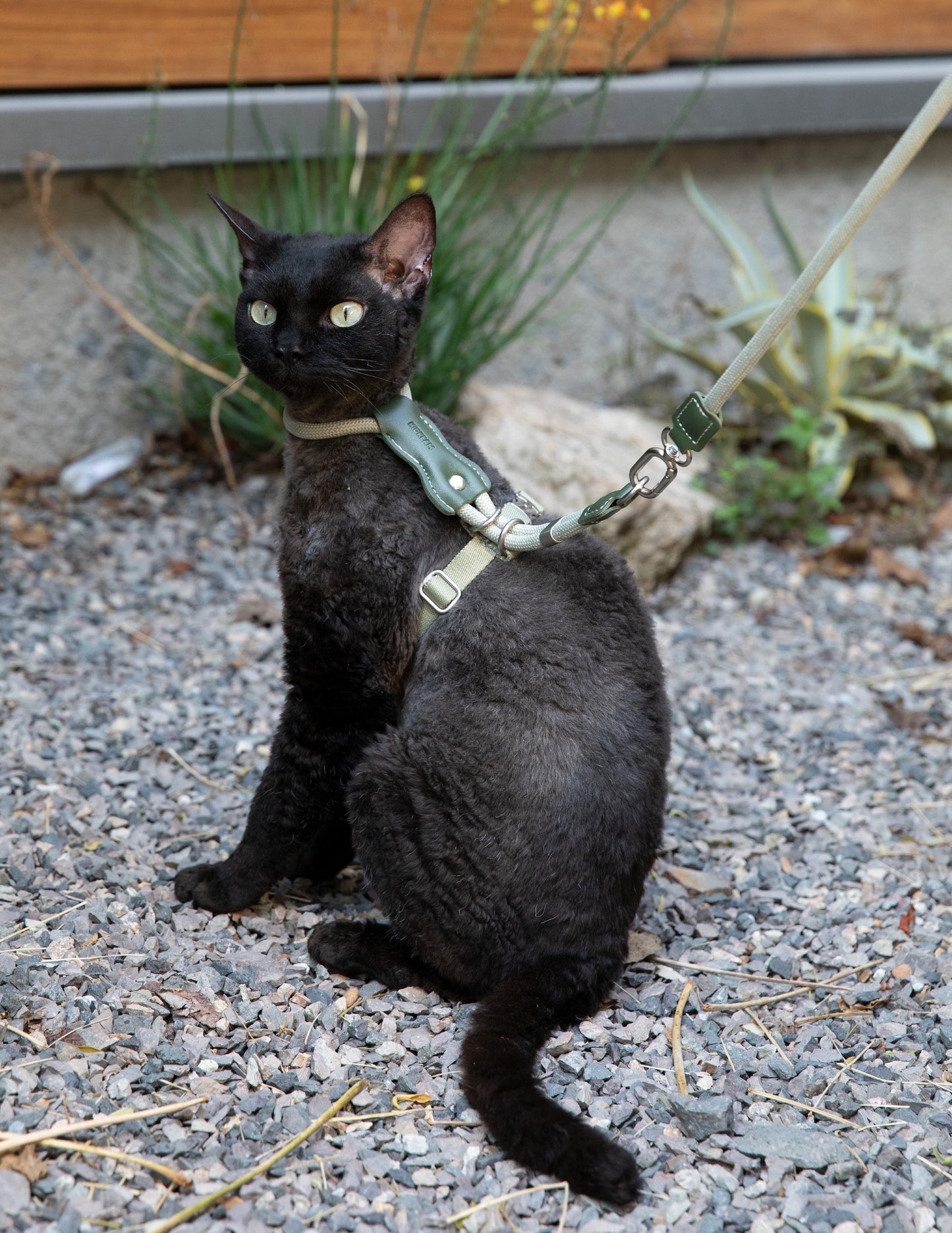 Black cat on a leash sitting on a gravel surface with plants in the background