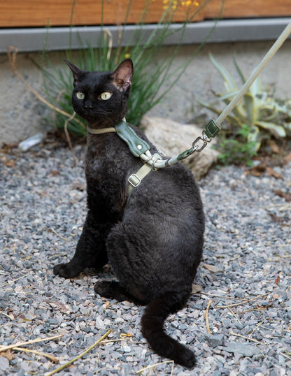 Black cat on a leash sitting on a gravel surface with plants in the background