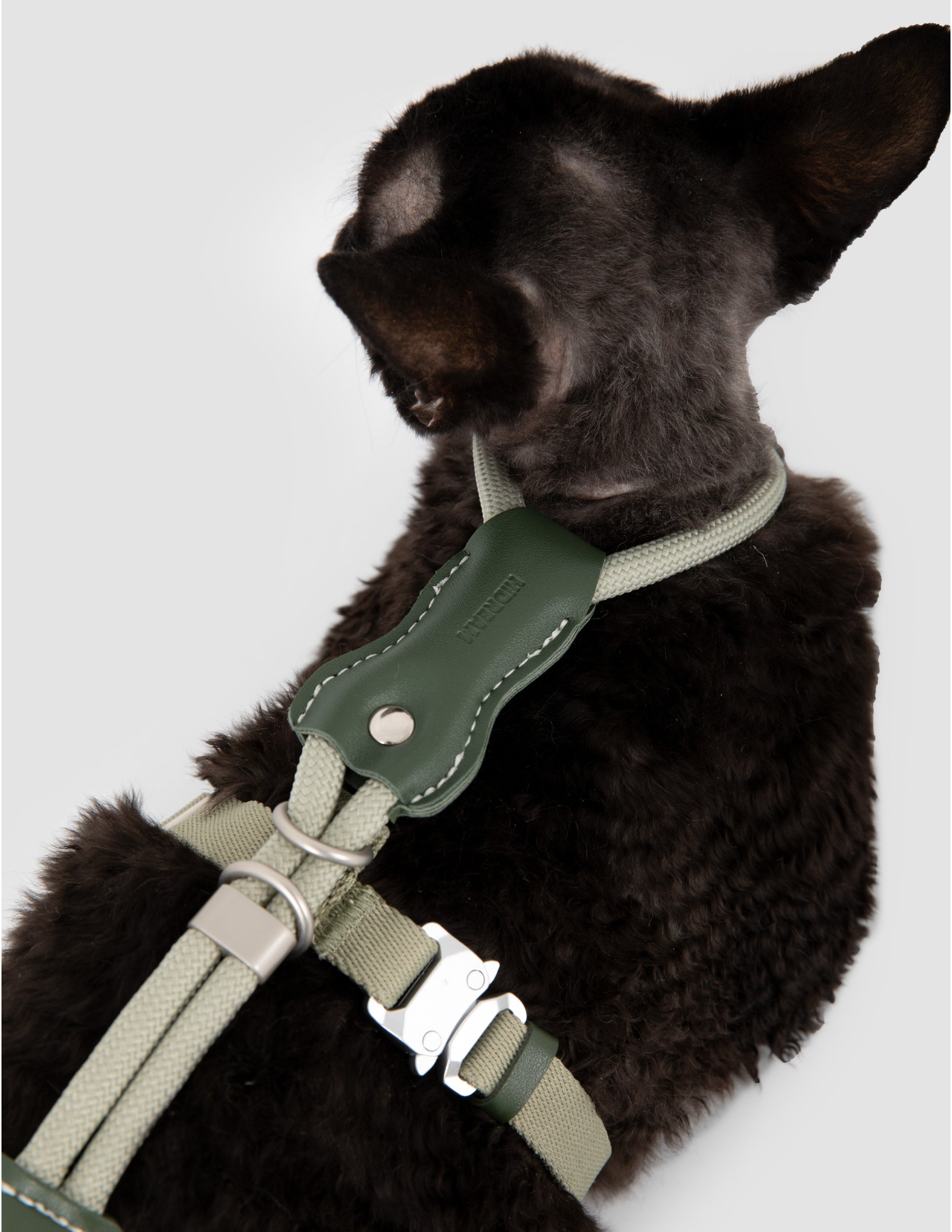 Dog wearing a green harness on a white background
