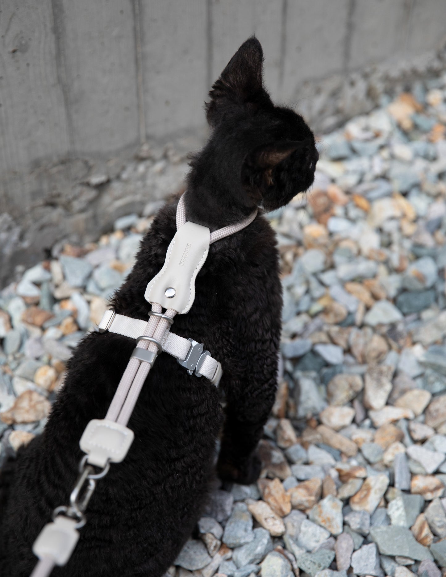 Black cat on a leash sitting on gravel with a concrete wall in the background