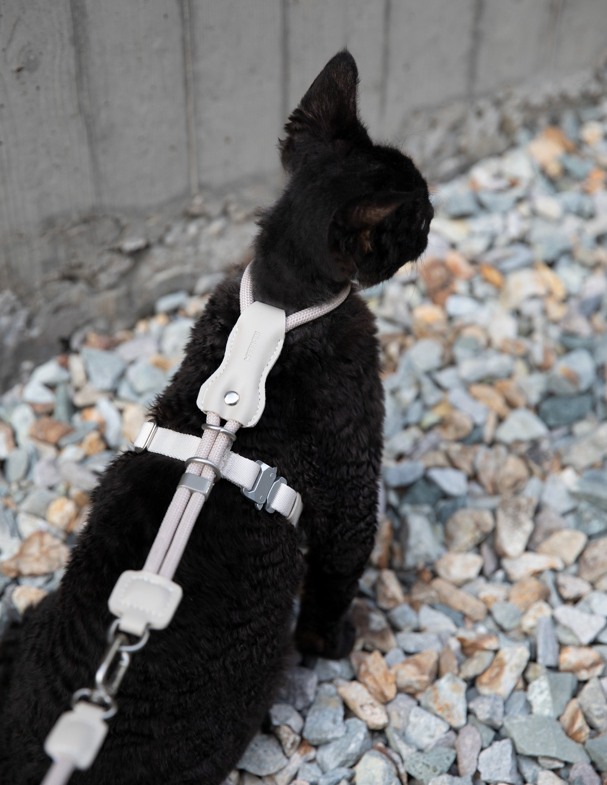 Black cat on a leash sitting on gravel with a concrete wall in the background