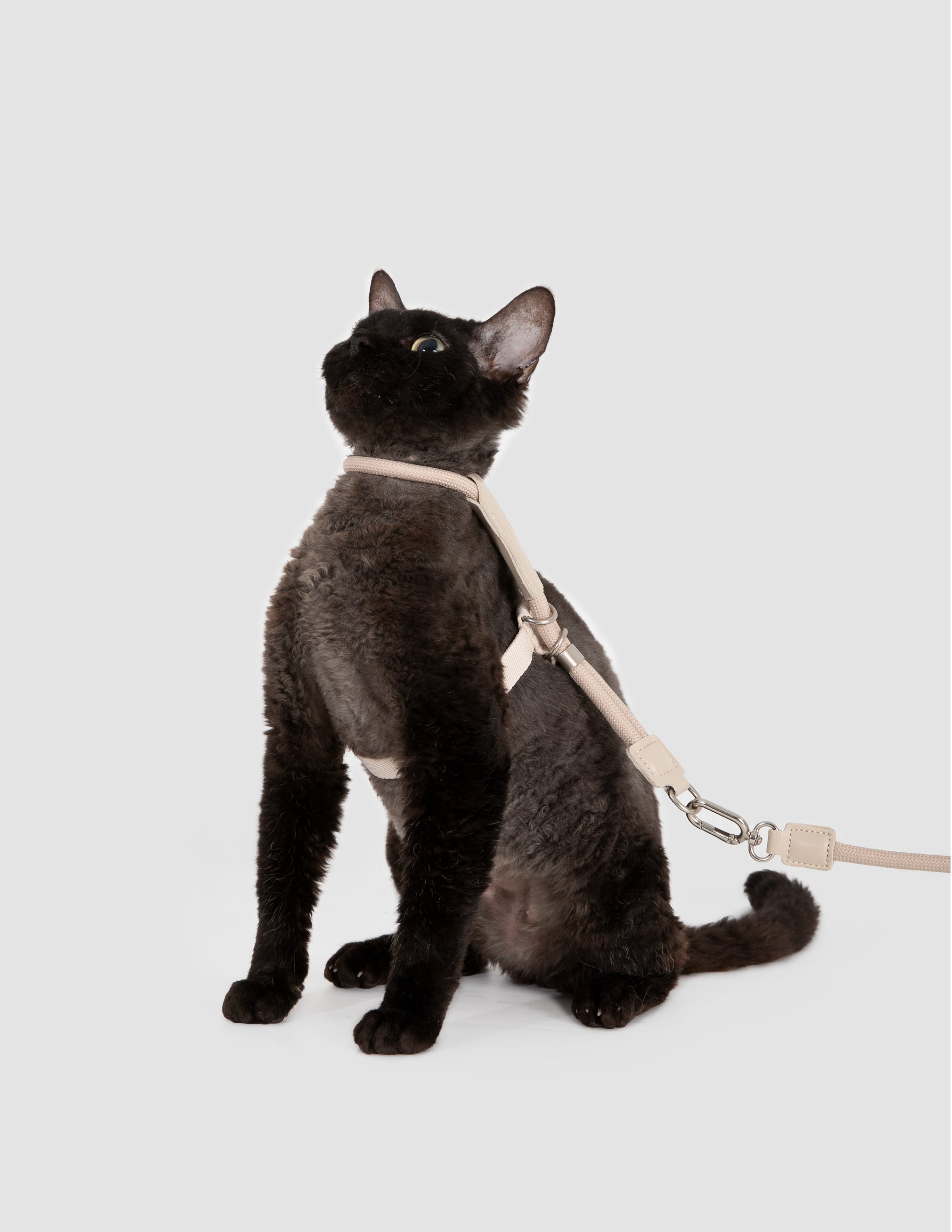 Cat wearing a beige harness and leash on a white background
