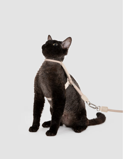 Cat wearing a beige harness and leash on a white background