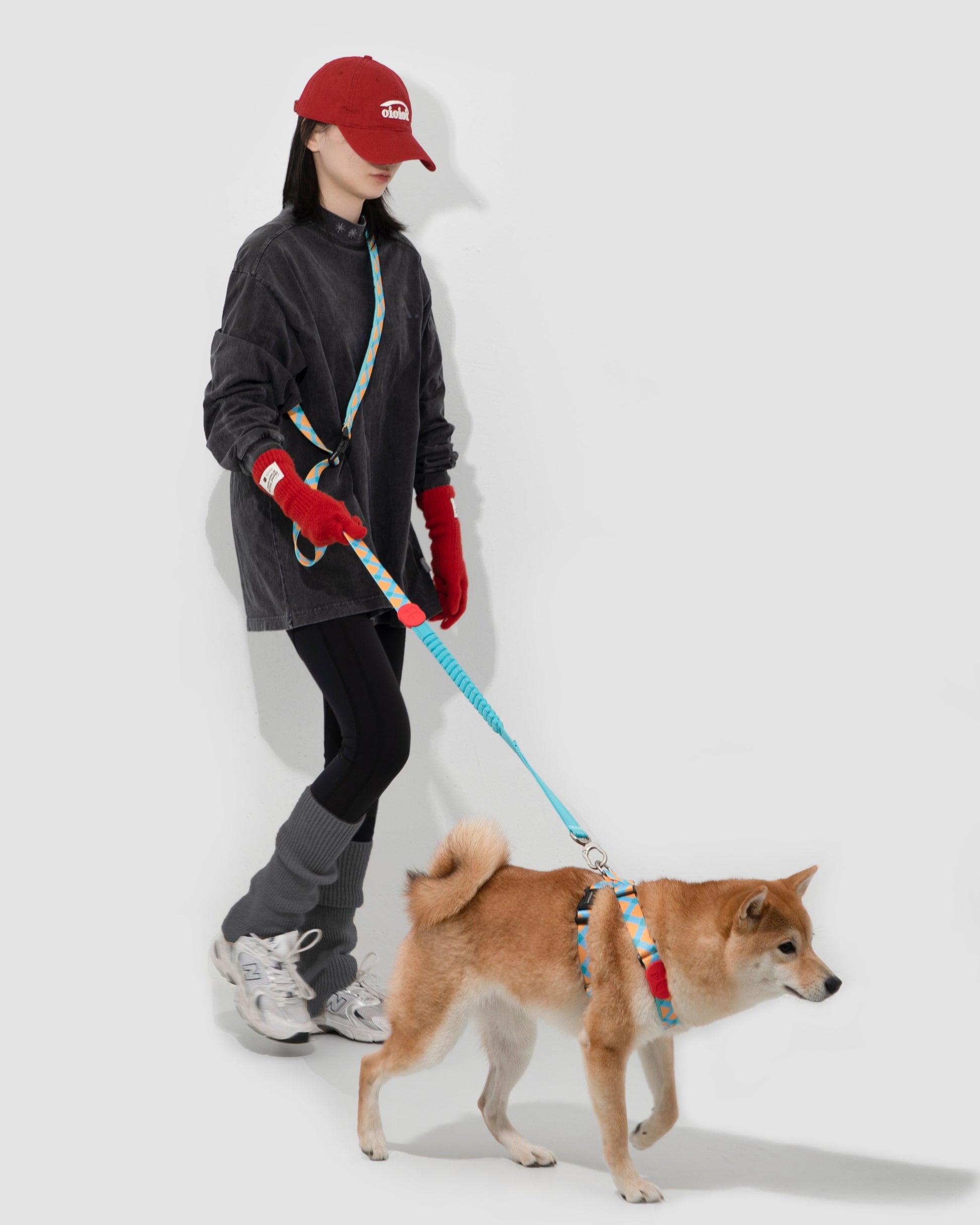 Blue and orange hands-free dog leash and harness set on Shiba Inu – adjustable stretch nylon design with padded handle, ideal for active dog walking and training