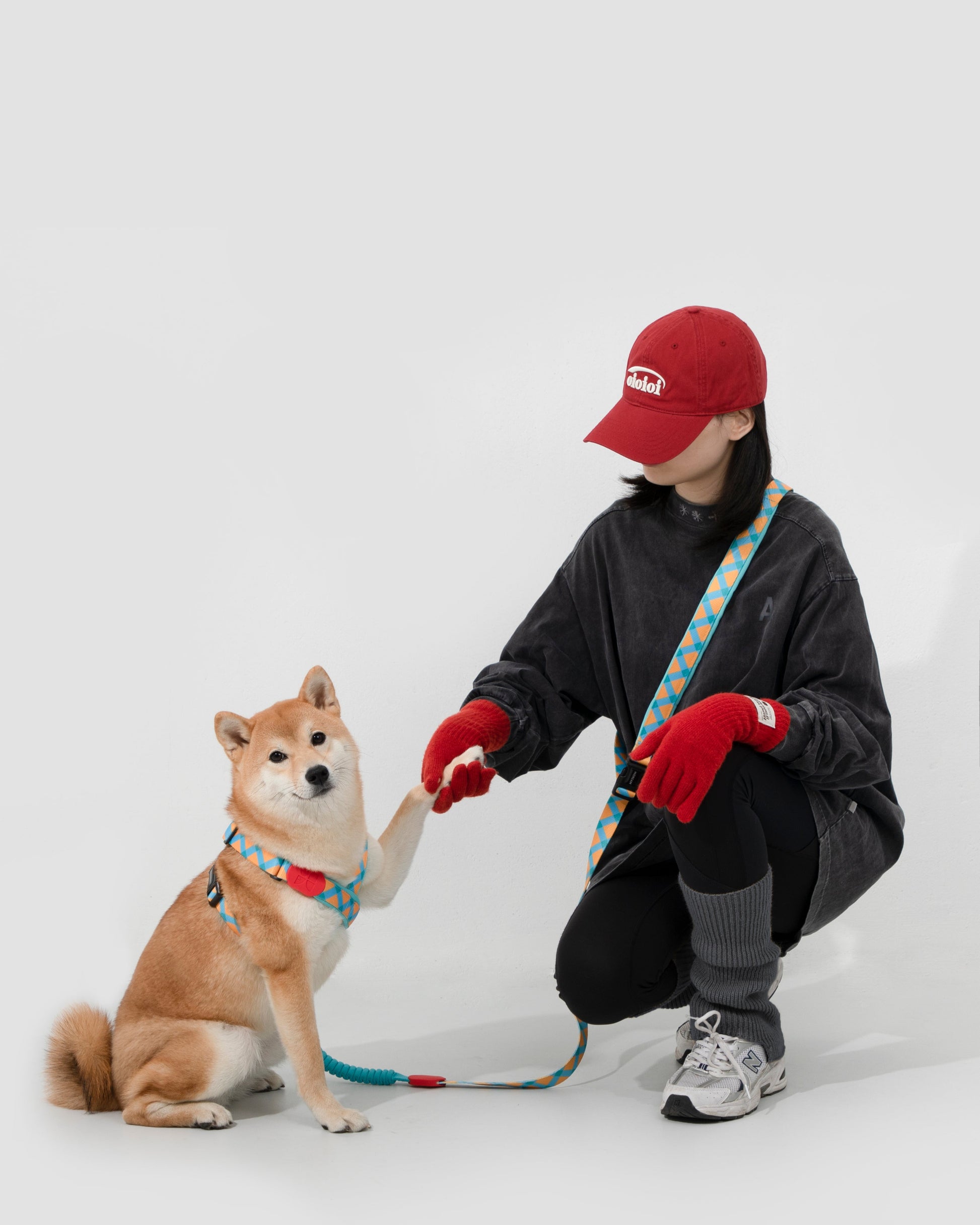 Adjustable blue and orange hands-free dog leash and harness set on Shiba Inu – ideal for training, outdoor walks, and hands-free pet control, made with durable stretch nylon and secure buckle design
