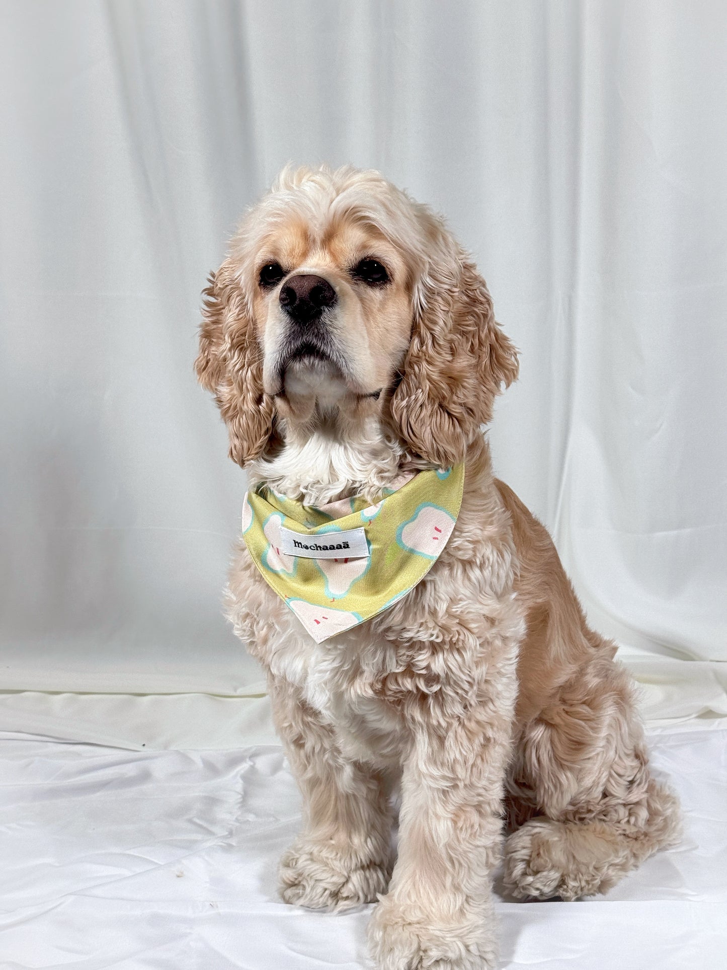 A light brown and cream Cocker Spaniel dog wearing a yellow and white patterned bandana with the brand name 'Mochaaaā' visible, set against a white draped fabric background.