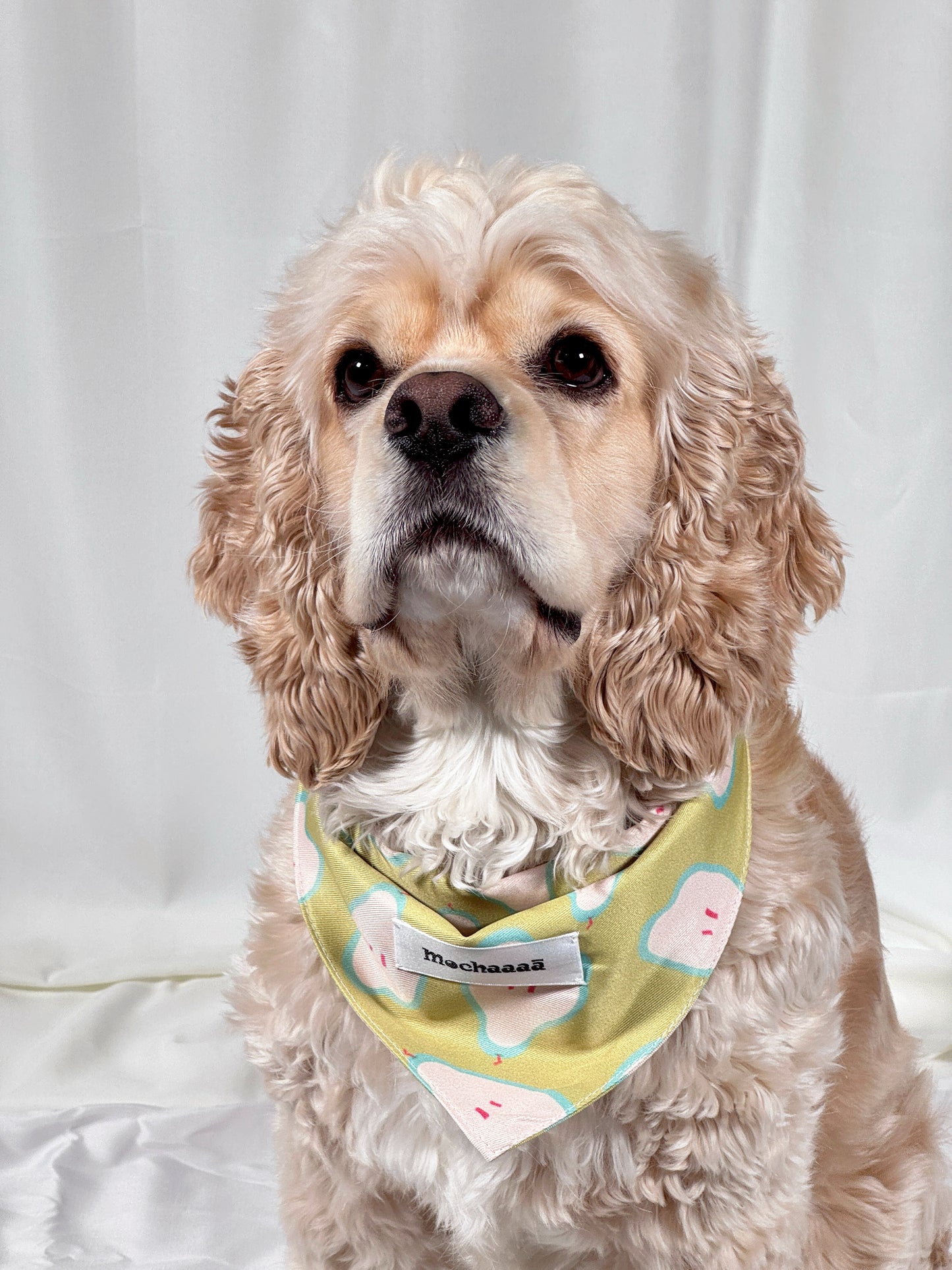A cream-colored Cocker Spaniel dog wearing a light yellow bandana with a cloud pattern and a visible 'Mochaaaā' brand label, set against a white draped fabric background.