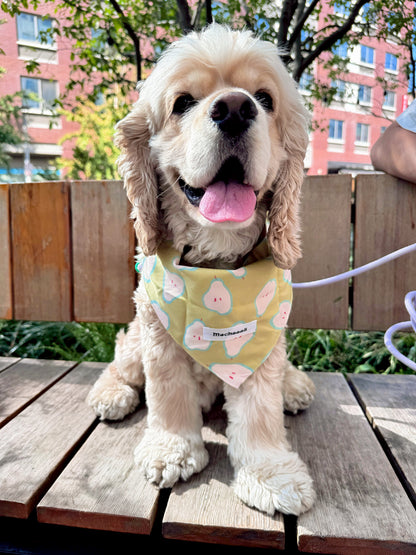 A fluffy cream-colored dog sitting on a wooden bench outdoors, wearing a yellow bandana with a pink and white pattern. The background shows trees, a brick building, and a person's arm holding the leash.