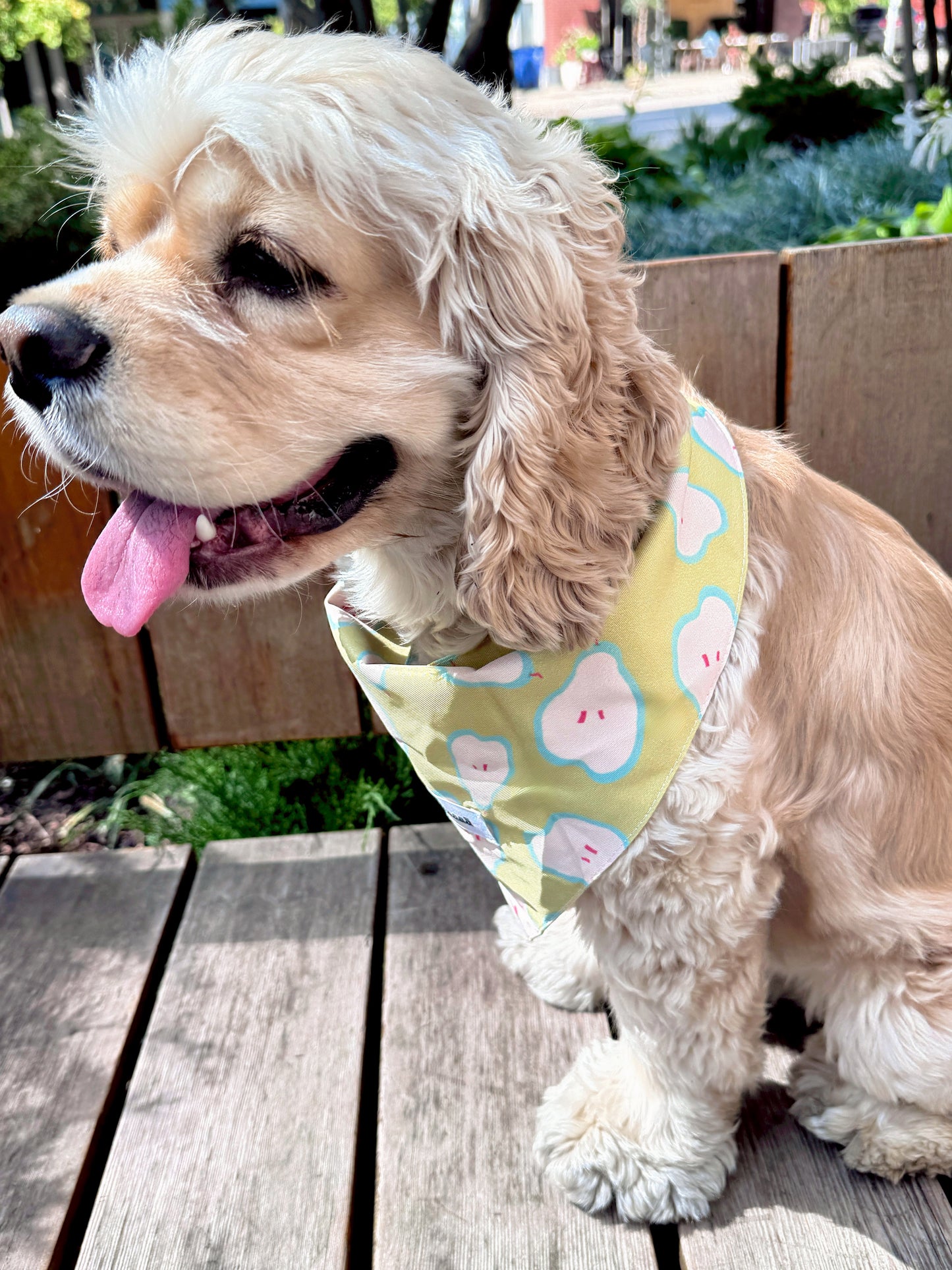 A light cream-colored dog wearing a pastel yellow bandana with a cute cloud pattern, sitting on a wooden deck outdoors.
