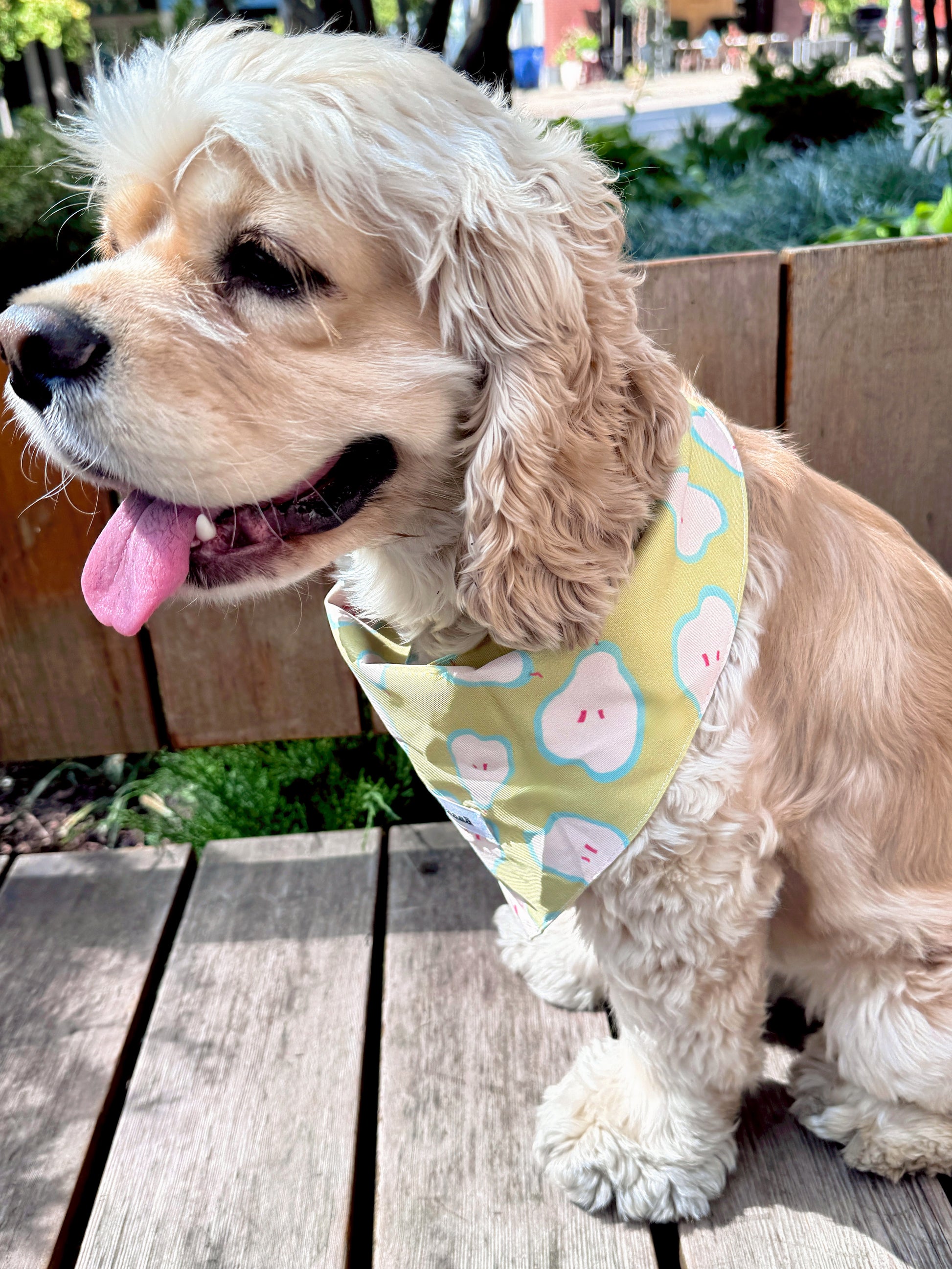A light cream-colored dog wearing a pastel yellow bandana with a cute cloud pattern, sitting on a wooden deck outdoors.